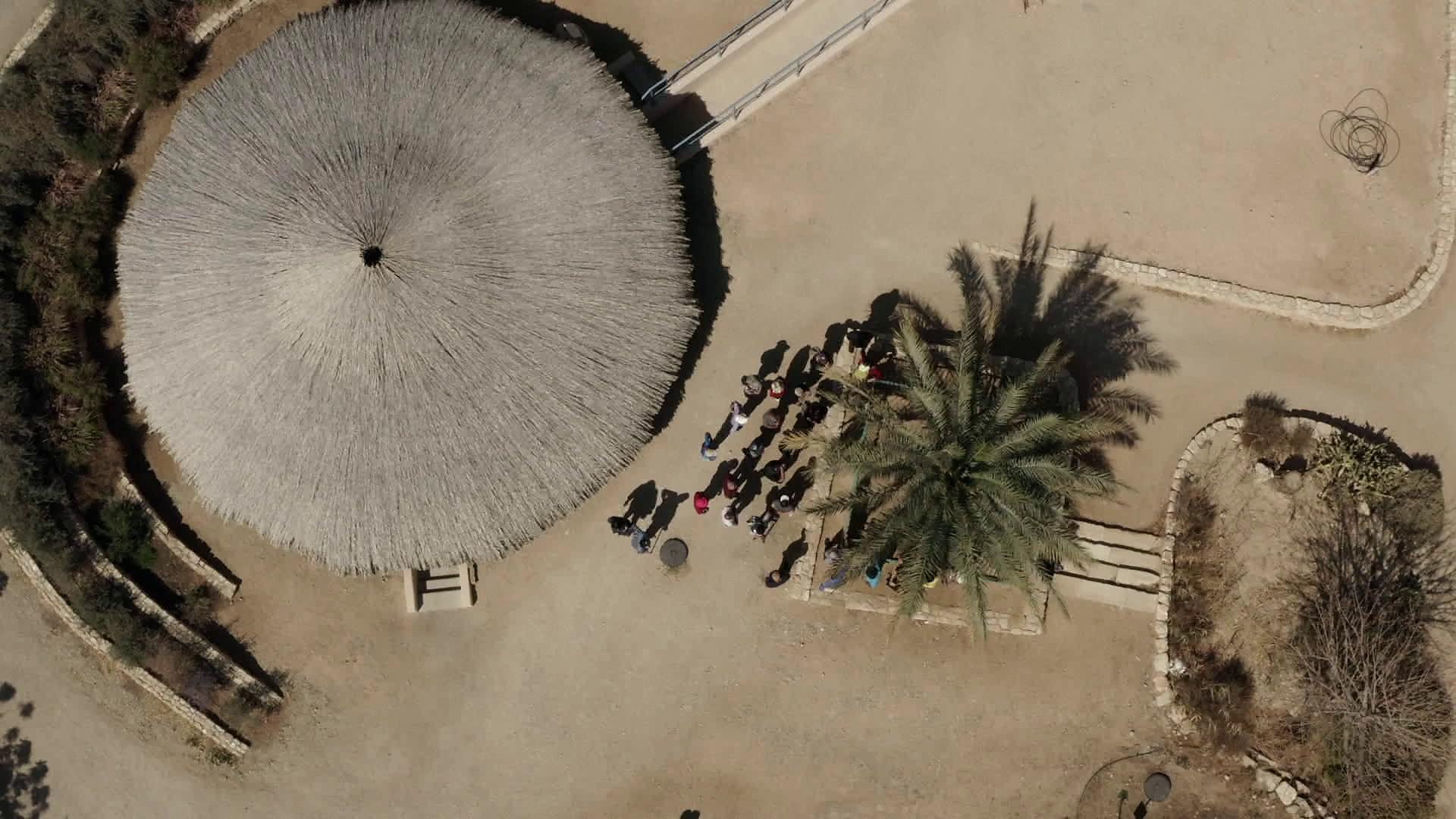 Extinct tree from the time of Jesus rises from the dead